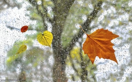 Rainy Day - autumn, window, rain, tree, leaves