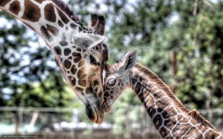 Giraffes - cub, animals, giraffes, tenderness, mum