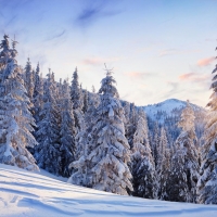 Snow Covered Pine Trees