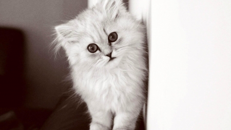 Fluffy Kitten-Bw - fluffy, animal, kittens, cat