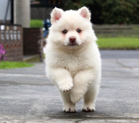 Puppy Running - dog, white, puppy, animal