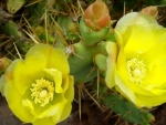 Yellow Cactus Flowers