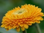 Orange Gerbera