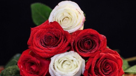 Rose Bouquet - flowers, roses, white, nature, red, macro, drops, bouquet