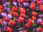 Spring Crocus & Tulips