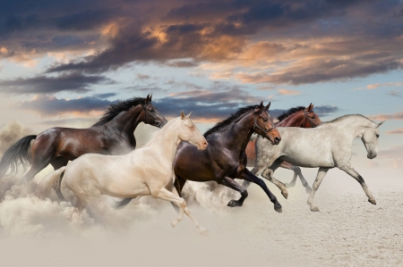 Horses - cloud, summer, horse, animal, running, sand, white, sky, vara, cal