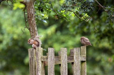 Squirrel and owl - bird, fence, veverita, owl, animal, green, pasare, cute, squirrel