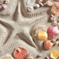 Seashells