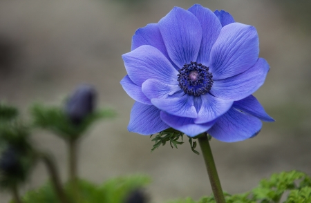 Anemone - anemone, green, blue, flower