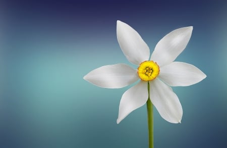 Daffodil - one, white, yellow, blue, spring, flower, daffodil