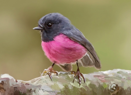 Scarlet robin - bird, mandy jurgens, black, scarlet robin, pasare, art, pink