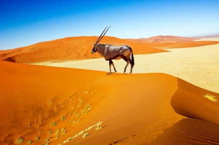 How much further - sand dunes, pale fur, dark markings, strait horns