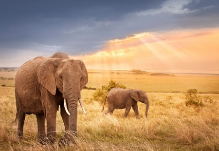 The African elephant - large ears, elephant, tusk, grey skin