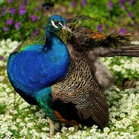 Peacock