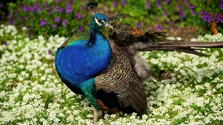 Peacock - bird, paun, peacock, summer, blue, pasare, flower, vara