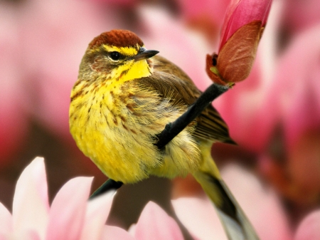 Bird - flower, pasare, bird, pink, yellow, black trimian warbler