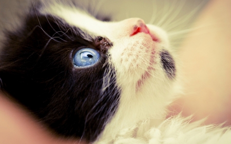 Kitten - blue, eye, sweet, cat, black, pisica, white, animal, kitten, cute, face