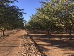 Almond Orchard