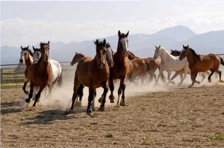 Rangebusters - Animals, Texas, Horses, Wild West