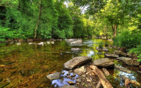 Green Forest by the Rocky River - nature, trees, forest, river, green, rocks