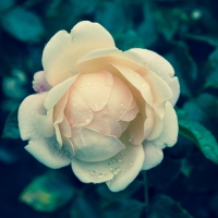 Pale Yellow Rose