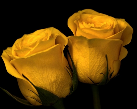 Yellow Beauties - nature, flowers, yellow, roses