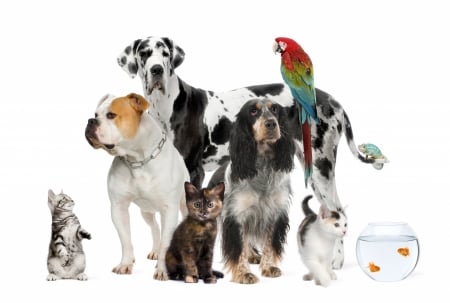 Pets - bird, papagal, dog, parrot, cat, pet, pisica, animal, kitten, cute, puppy, fish