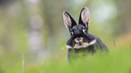 Bunny Rabbit - rabbit, Firefox Persona theme, summer, spring, grass, lawn, Easter, bunny