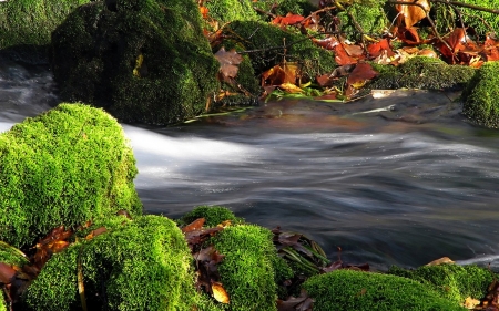 Flowing River - nature, autumn, flowing, river, stream, moss, rocks