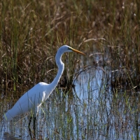 egret