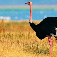 ostrich