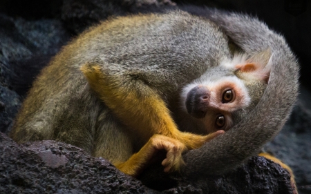 Squirrel Monkey - monkeys, squirrels, squirrel monkey, animals