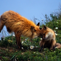 Foxes