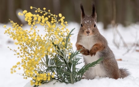 Squirrel - winter, yellow, snow, flower, veverita, white, animal, iarna, cute, squirrel