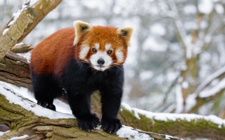 Red panda - white, snow, red panda, animal, winter, orange, cute, black