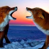 Foxes