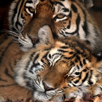 Tigers