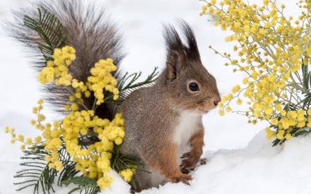 Squirrel - flower, animal, winter, cute, yellow, ianra, white, squirrel, veverita, snow