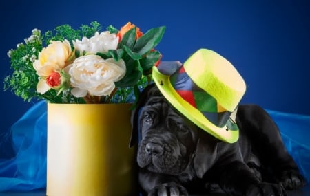 Puppy - hat, puppy, black, caine, yellow, blue, dog, animal, cute, flower