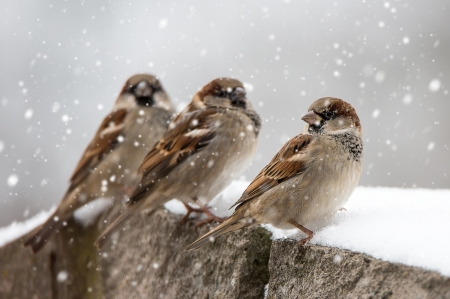 Sparrows in winter - bird, sparrow, winter, snowflakes, pasare, iarna, trio