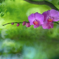 Orchids