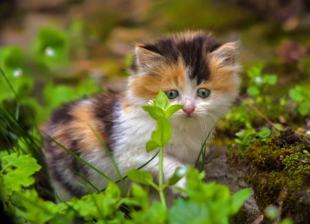 Kitty - pisica, animal, cute, kitten, cat, green