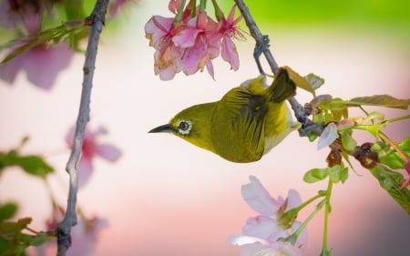 Bird - flower, pasare, bird, pink, spring, sakura, branch, green