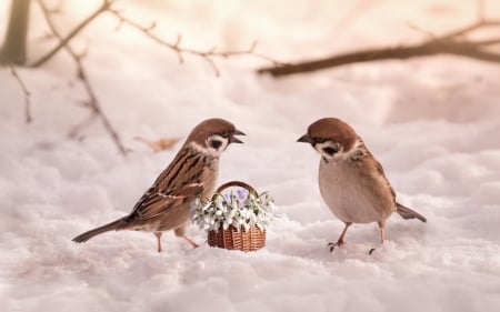 Snowdrops and sparrows - couple, iarna, winter, basket, snowdrops, spring, bird, sparrow, pasare, snow, card, cute, flower