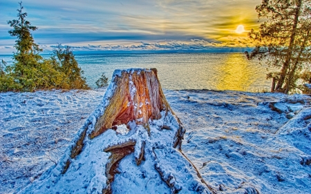 Sunset Reflected in the Ocean - nature, ocean, trees, reflection, winter, sunset