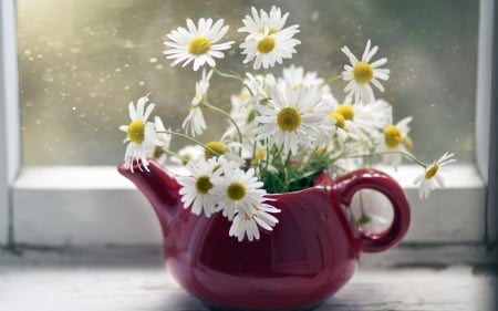 Beautiful Flowers - white, flowers, daisies, window