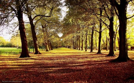 Tree Alley - nature, avenue, trees, alley