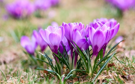 Crocuses - nature, crocuses, flowers, spring