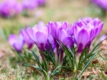 Crocuses