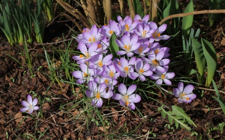 Crocuses and Bees - flowers, bees, nature, crocuses, spring